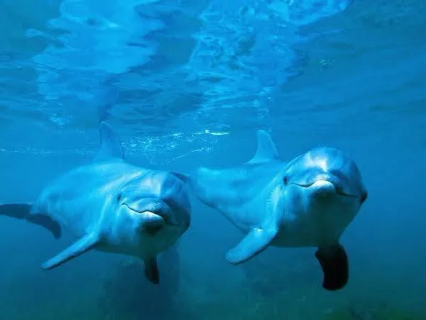 Dolphin House Hurghada
